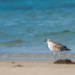 Młoda mewa stoi na brzegu plaży, w tle błękitne morze. Ptaki nad Bałtykiem często można spotkać w takich miejscach.