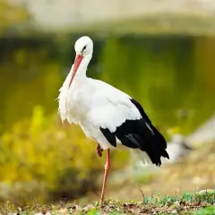Bociany nie latają w kluczu! Poznaj fascynujący sekret szybowania.