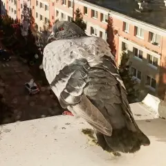 Gołąb na parapecie balkonu. Zastanawiasz się, jak odstraszyć gołębie z balkonu? Ten ptak może być problemem.