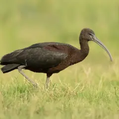 Ciemny ibis z zakrzywionym dziobem spaceruje po zielonej trawie.