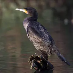 Czarny kormoran z żółtą plamą przy dziobie siedzi na kawałku drewna w wodzie.