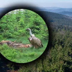 Sęp płowy w Polsce, czuwający nad padliną w górskim lesie.