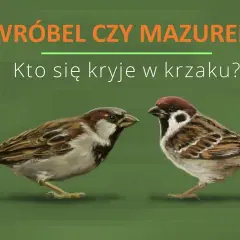 Mazurek czy wróbel? Rozpoznaj je po 3 cechach! Poradnik eksperta