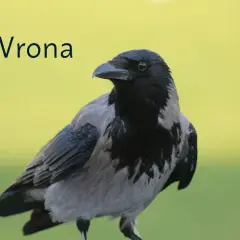 Szara wrona z czarną głową i skrzydłami, na tle zieleni.