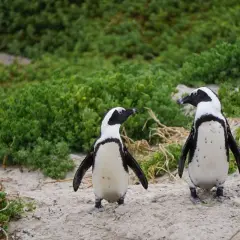 Dwa pingwiny na piaszczystej plaży, otoczone zieloną roślinnością. Tak właśnie wygląda miejsce, gdzie żyją pingwiny.