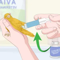 Ręka podaje kanarkowi zastrzyk z fiolki z napisem "Poximune C Canary Pox Vaccine".