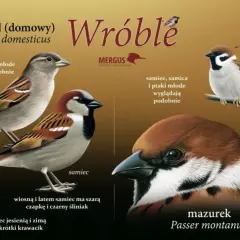 Wróble pod ochroną: Co oznacza dla nich polskie prawo?