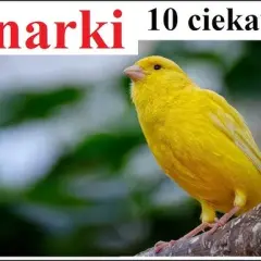 Kanarki: Skąd naprawdę pochodzą? Obalamy mity o ich korzeniach.