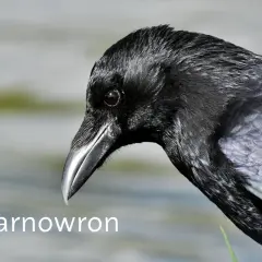 Czarnowron, czarny ptak o lśniącym upierzeniu, spogląda z bliska.