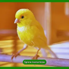 Żółty kanarek siedzi na gałęzi.
