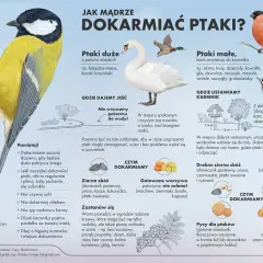 Dokarmianie ptaków zimą i pomoc pisklętom: Co podać, czego unikać?