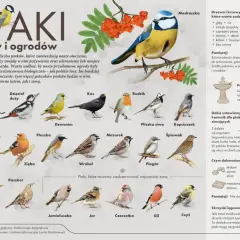 Bogactwo popularnych ptaków polskich: bogatka, dzięcioł duży, kos, rudzik, modraszka i inne. Poznaj je i zadbaj o ich zimowe dokarmianie.