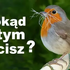 Ptaki bez gniazd: Poznaj sprytne strategie lęgowe i ich sekrety
