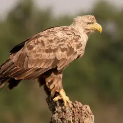 Bielik z żółtym dziobem siedzi na pniu drzewa, na tle zieleni.