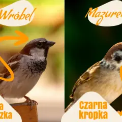Wróbel z szarą czapeczką i mazurek z czarną kropką na szyi, dwa podobne ptaki.