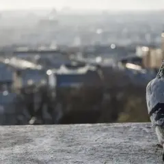 Czy gołębie są pod ochroną? Zrozum prawo i uniknij kar!