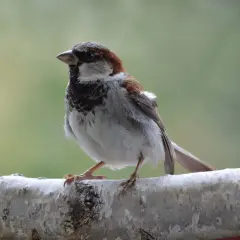 Wróbel siedzący na gałęzi, z bliska, na zielonym tle.