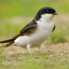 Mały ptak podobny do jaskółki, z ciemnym grzbietem i białą piersią, siedzi na ziemi wśród kamyków i trawy.