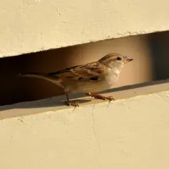 Mały wróbelek czujnie obserwuje otoczenie, zastanawiając się, czego boją się wróble.