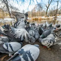 Stado gołębi jedzących na ziemi, z wodą i drzewami w tle.