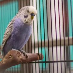 Niebieska papużka falista, jeden z popularnych gatunków papug, siedzi na gałęzi w klatce.