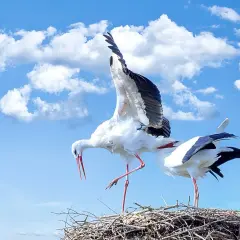 Dwa bociany na gnieździe pod błękitnym niebem z chmurami.