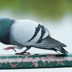 Gołąb miejski z zielonym połyskiem na szyi, siedzący na zielonej, zniszczonej poręczy.