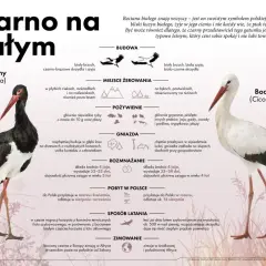 Znalazłeś bociana? Czym go nakarmić i gdzie szukać pomocy