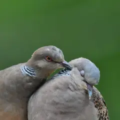 Dwa dzikie gołębie blisko siebie, jeden czule dotyka drugiego.