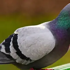 Gołąb z opalizującą szyją, zastanawiam się, jak daleko widzi.
