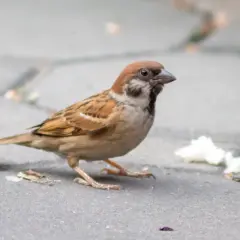 Ile lat żyje wróbel? Średnia, rekordy i jak im pomóc