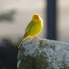 Kanarek się pierzy? Kiedy to naturalne, a kiedy alarm?