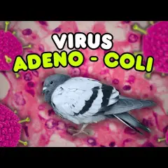 Adeno-Coli u gołębi: Dieta i suplementacja ratunkowa. Poradnik.