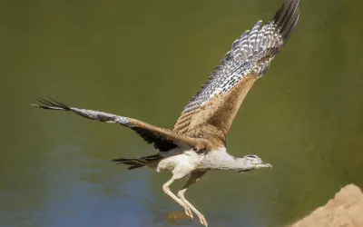 Wielki ptak, najcięższy ptak latający, wzbija się w powietrze nad wodą.