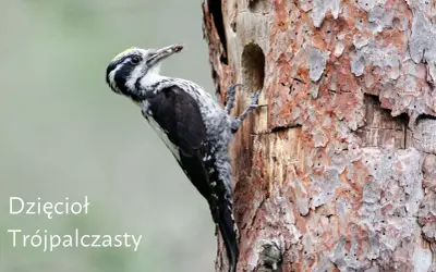 Dzięcioł trójpalczasty, z charakterystycznym żółtym czubkiem, chwyta owada w dziupli starego drzewa.