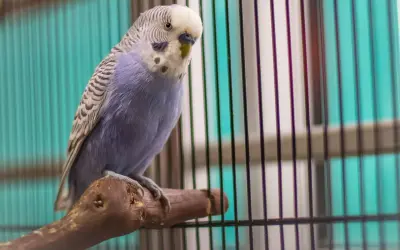 Niebieska papużka falista, jeden z popularnych gatunków papug, siedzi na gałęzi w klatce.