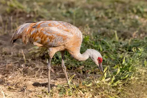 Żuraw z rudawym upierzeniem pochyla się nad ziemią, szukając pożywienia. Widać, że żurawie jedzą zielone pędy i strączki roślin.