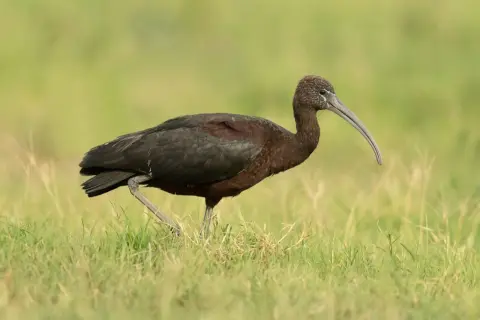 Ciemny ibis z zakrzywionym dziobem spaceruje po zielonej trawie.