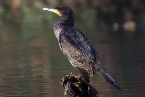 Czarny kormoran z żółtą plamą przy dziobie siedzi na kawałku drewna w wodzie.