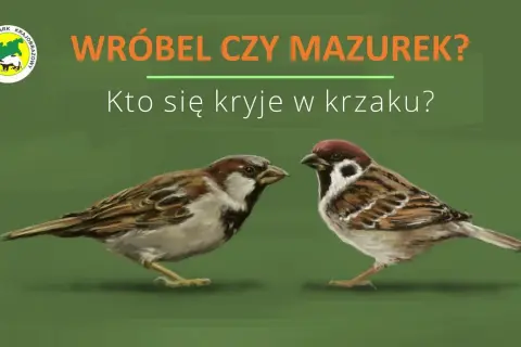 Mazurek czy wróbel? Rozpoznaj je po 3 cechach! Poradnik eksperta