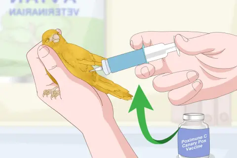 Ręka podaje kanarkowi zastrzyk z fiolki z napisem "Poximune C Canary Pox Vaccine".