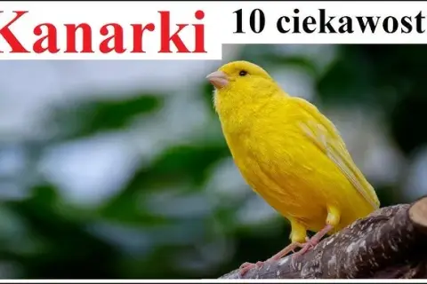 Kanarki: Skąd naprawdę pochodzą? Obalamy mity o ich korzeniach.