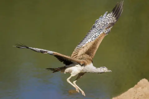 Wielki ptak, najcięższy ptak latający, wzbija się w powietrze nad wodą.