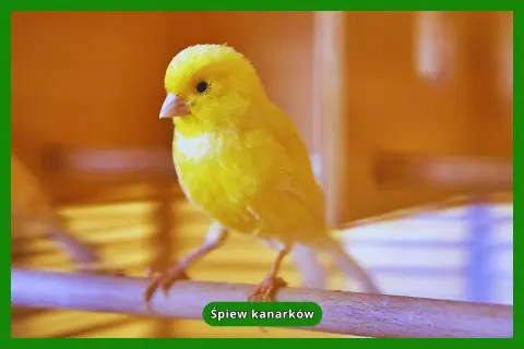 Żółty kanarek siedzi na gałęzi.