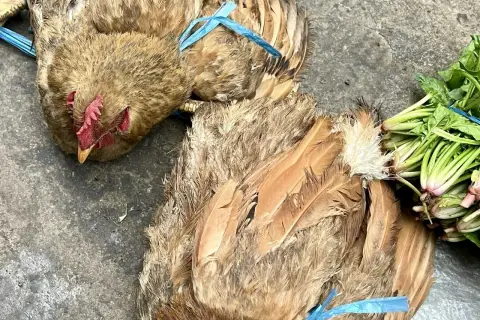 Dwie kury z niepokojącymi objawami ptasiej grypy, związane niebieską taśmą, leżą na ziemi obok pęczka zielonych warzyw.