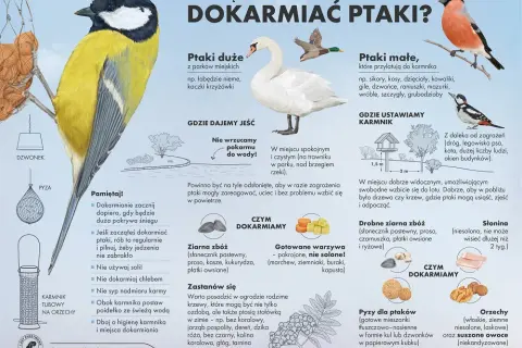 Dokarmianie ptaków zimą i pomoc pisklętom: Co podać, czego unikać?