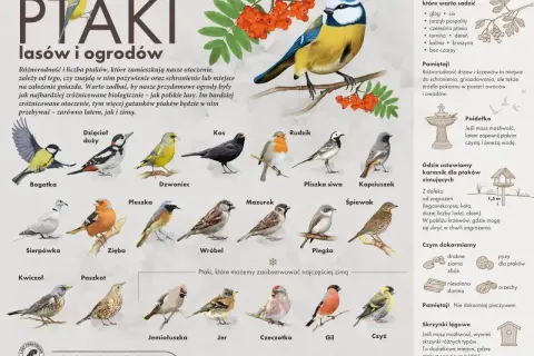 Bogactwo popularnych ptaków polskich: bogatka, dzięcioł duży, kos, rudzik, modraszka i inne. Poznaj je i zadbaj o ich zimowe dokarmianie.
