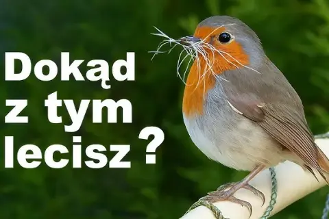 Ptaki bez gniazd: Poznaj sprytne strategie lęgowe i ich sekrety
