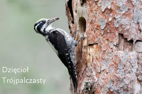 Dzięcioł trójpalczasty, z charakterystycznym żółtym czubkiem, chwyta owada w dziupli starego drzewa.