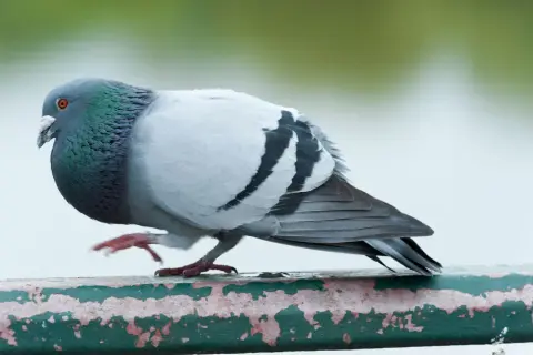 Gołąb miejski z zielonym połyskiem na szyi, siedzący na zielonej, zniszczonej poręczy.